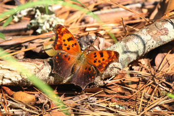 Eastern Comma  summer form
